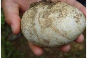 農民見到孔雀蛋！