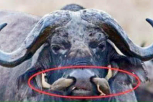 男子野外看到黑鼻上有異樣，拍照拿去問村民后，村民解釋瞬間明白了