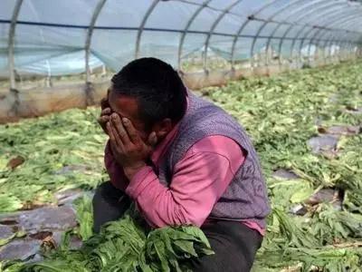 多地農(nóng)產(chǎn)品滯銷新聞引發(fā)社會關(guān)注 如何破解困局(圖1) 多地農(nóng)產(chǎn)品滯銷新聞引發(fā)社會關(guān)注 如何破解困局(圖1)