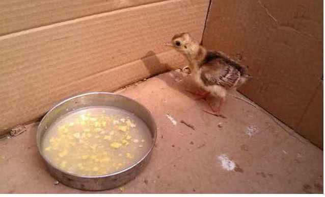 農民見到孔雀蛋!(圖3) 農民見到孔雀蛋!(圖3)