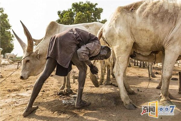 往身上涂牛糞，用牛尿洗頭，這個(gè)部落的生活每天如此(圖1)