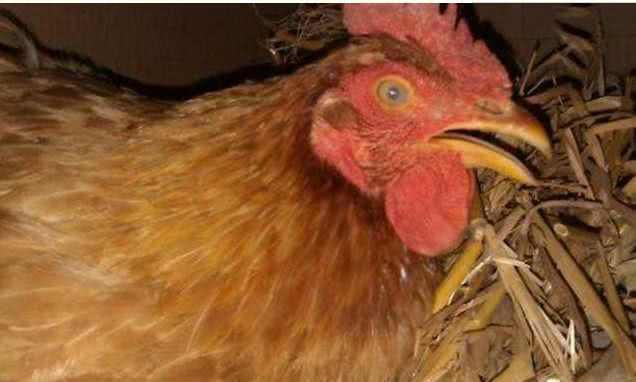 農民見到孔雀蛋!(圖2) 農民見到孔雀蛋!(圖2)