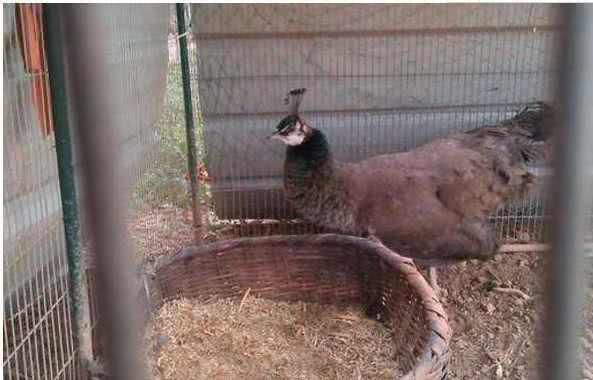 農民見到孔雀蛋!(圖4) 農民見到孔雀蛋!(圖4)