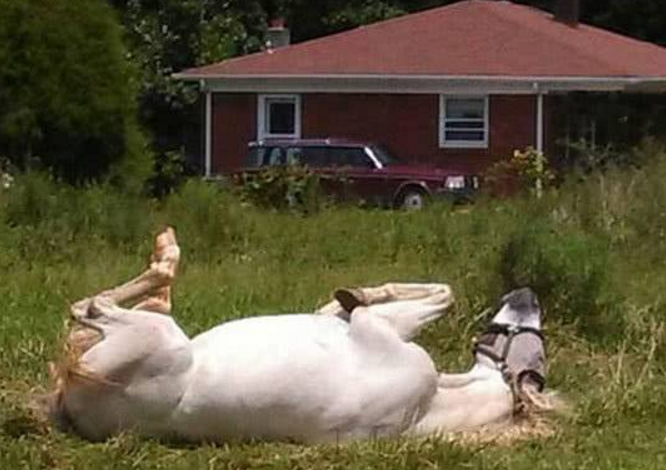 美國一懶馬下雪天不進(jìn)屋 愛躺著睡覺常被誤以為已死(圖3) 美國一懶馬下雪天不進(jìn)屋 愛躺著睡覺常被誤以為已死(圖3)