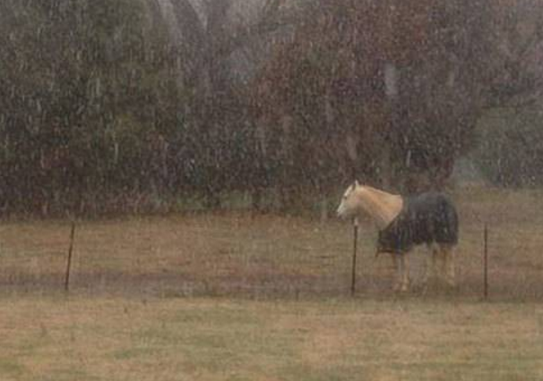 美國一懶馬下雪天不進(jìn)屋 愛躺著睡覺常被誤以為已死(圖2) 美國一懶馬下雪天不進(jìn)屋 愛躺著睡覺常被誤以為已死(圖2)