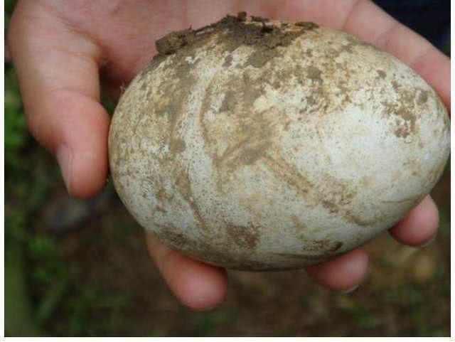 農民見到孔雀蛋!(圖1) 農民見到孔雀蛋!(圖1)