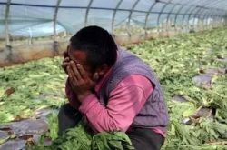 多地農產品滯銷新聞引發社會關注 如何破解困局